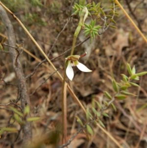 Eriochilus cucullatus at Cook, ACT - suppressed