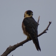 Falco longipennis (Australian Hobby) at Garran, ACT - 25 Mar 2017 by roymcd
