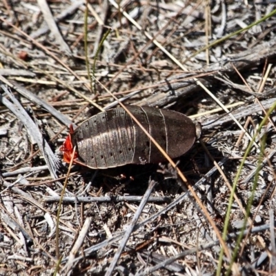 Polyzosteria aenea (Pink-tailed heath cockroach) at Edrom, NSW - 19 Feb 2017 by RossMannell