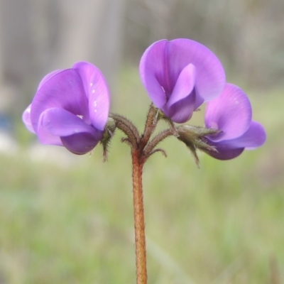 Swainsona behriana (Behr's Swainson-Pea) at Conder, ACT - 18 Oct 2016 by MichaelBedingfield