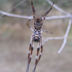 Trichonephila edulis (Golden orb weaver) at Symonston, ACT - 25 Mar 2017 by MatthewFrawley