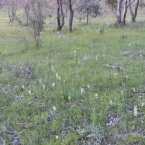 Stackhousia monogyna at Conder, ACT - 18 Oct 2016