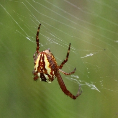 Plebs bradleyi (Enamelled spider) at Cotter River, ACT - 6 Feb 2017 by HarveyPerkins