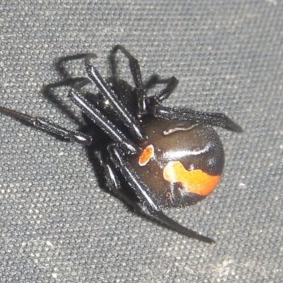 Latrodectus hasselti (Redback Spider) at Curtin, ACT - 25 Mar 2017 by MichaelMulvaney