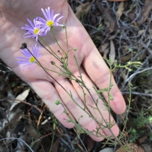 Brachyscome rigidula at Bungendore, NSW - 26 Mar 2017 11:03 AM