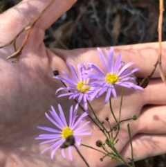 Brachyscome rigidula at Bungendore, NSW - 26 Mar 2017 11:03 AM