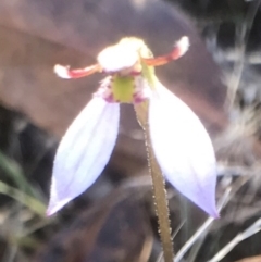 Eriochilus cucullatus (Parson's Bands) at Bungendore, NSW - 26 Mar 2017 by yellowboxwoodland