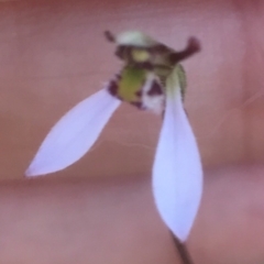 Eriochilus cucullatus at Bungendore, NSW - suppressed