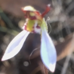 Eriochilus cucullatus at Bungendore, NSW - suppressed