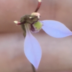 Eriochilus cucullatus at Bungendore, NSW - suppressed