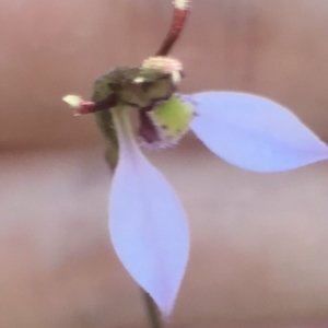 Eriochilus cucullatus at Bungendore, NSW - suppressed