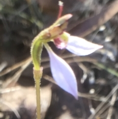 Eriochilus cucullatus at Bungendore, NSW - suppressed