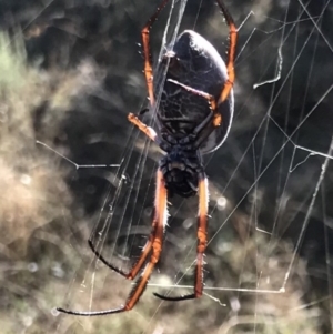 Trichonephila edulis at Bungendore, NSW - 26 Mar 2017