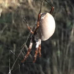 Trichonephila edulis at Bungendore, NSW - 26 Mar 2017