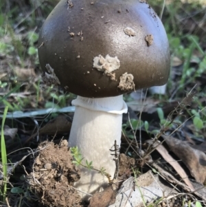 Amanita sp. at Bungendore, NSW - 26 Mar 2017