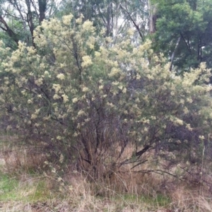 Cassinia quinquefaria at Garran, ACT - 25 Mar 2017