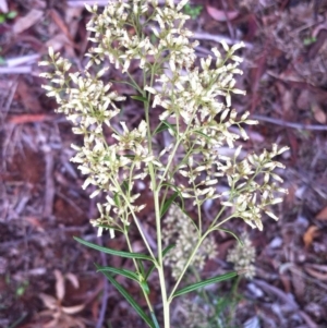 Cassinia quinquefaria at Garran, ACT - 25 Mar 2017 04:51 PM