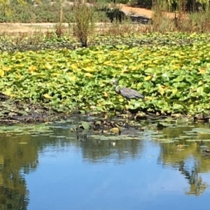 Egretta novaehollandiae at Canberra, ACT - 26 Mar 2017