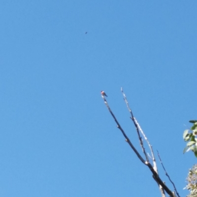 Petroica boodang (Scarlet Robin) at Jerrabomberra, NSW - 26 Mar 2017 by roachie