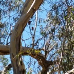 Petroica boodang at Jerrabomberra, NSW - 26 Mar 2017 02:18 PM