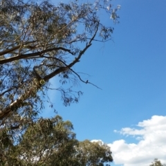 Petroica boodang at Jerrabomberra, NSW - 26 Mar 2017 02:18 PM