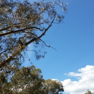 Petroica boodang at Jerrabomberra, NSW - 26 Mar 2017