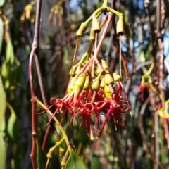 Amyema miquelii (Box Mistletoe) at Mount Jerrabomberra QP - 26 Mar 2017 by roachie