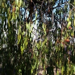 Amyema miquelii at Jerrabomberra, NSW - 26 Mar 2017 02:08 PM