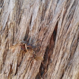 Myrmecia sp. (genus) at Jerrabomberra, NSW - 26 Mar 2017