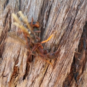 Myrmecia sp. (genus) at Jerrabomberra, NSW - 26 Mar 2017