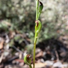 Speculantha rubescens (Blushing Tiny Greenhood) at Jerrabomberra, NSW - 26 Mar 2017 by roachie