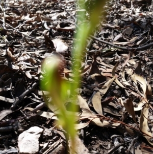 Speculantha rubescens at Jerrabomberra, NSW - 26 Mar 2017