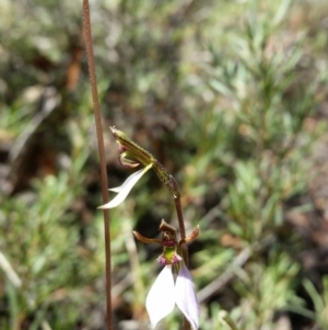 Eriochilus cucullatus at Jerrabomberra, NSW - 26 Mar 2017