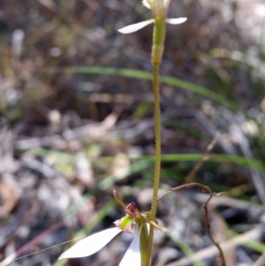 Eriochilus cucullatus at Jerrabomberra, NSW - suppressed