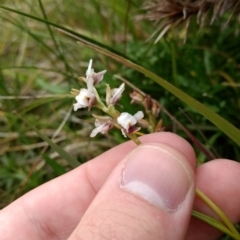 Prasophyllum alpestre (Mauve leek orchid) at Kosciuszko National Park, NSW - 25 Mar 2017 by MattM