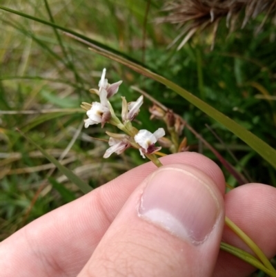 Paraprasophyllum alpestre (Mauve leek orchid) at Kosciuszko National Park, NSW - 25 Mar 2017 by MattM