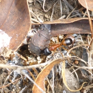 Platycoris rotundatus at Bungendore, NSW - 18 Mar 2017 01:27 PM