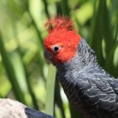 Callocephalon fimbriatum (Gang-gang Cockatoo) at Kalaru, NSW - 22 Dec 2016 by MichaelMcMaster