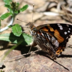 Vanessa kershawi (Australian Painted Lady) at Kalaru, NSW - 19 Dec 2016 by MichaelMcMaster