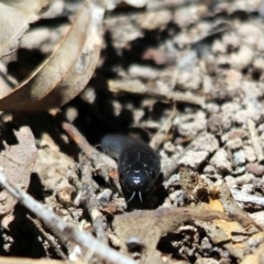 Cryptophis nigrescens (Eastern Small-eyed Snake) at Kalaru, NSW - 19 Dec 2016 by MichaelMcMaster