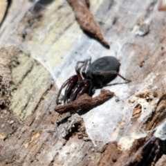 Lampona cylindrata (White-tailed Spider) at Kalaru, NSW - 19 Dec 2016 by MichaelMcMaster