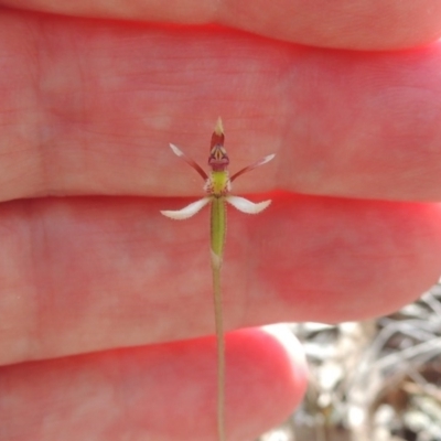 Eriochilus cucullatus (Parson's Bands) at Canberra Central, ACT - 26 Mar 2017 by MichaelBedingfield