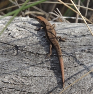 Lampropholis guichenoti at Canberra Central, ACT - 26 Mar 2017