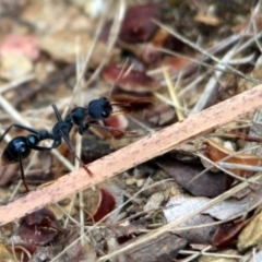 Myrmecia tarsata (Bull ant or Bulldog ant) at Kalaru, NSW - 21 Dec 2016 by MichaelMcMaster