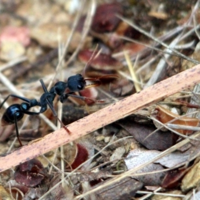 Myrmecia tarsata (Bull ant or Bulldog ant) at Kalaru, NSW - 21 Dec 2016 by MichaelMcMaster