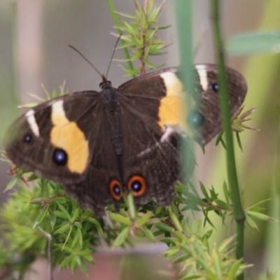 Tisiphone abeona (Varied Sword-grass Brown) at Kalaru, NSW - 20 Dec 2016 by MichaelMcMaster