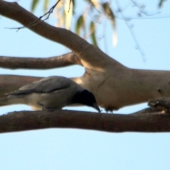 Coracina novaehollandiae (Black-faced Cuckooshrike) at Kalaru, NSW - 22 Dec 2016 by MichaelMcMaster