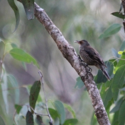 Climacteris erythrops (Red-browed Treecreeper) at Kalaru, NSW - 22 Jan 2017 by MichaelMcMaster