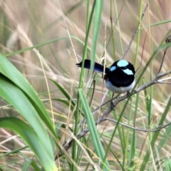 Malurus cyaneus (Superb Fairywren) at Kalaru, NSW - 22 Jan 2017 by MichaelMcMaster