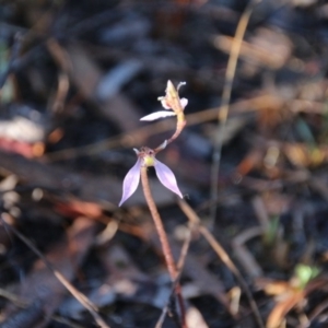 Eriochilus cucullatus at Canberra Central, ACT - suppressed